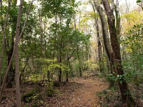 Seogwipo Natural Recreation Forest 대표이미지