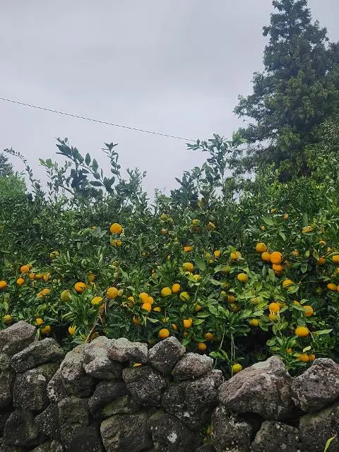 비짓제주, 유퀴즈? 정답 맞히기 이벤트