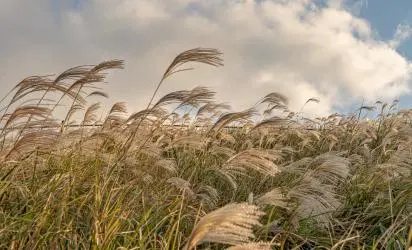 A Silver Sea of Swaying Grass <Jeju’s Fall Silver Grass Spots> 대표이미지