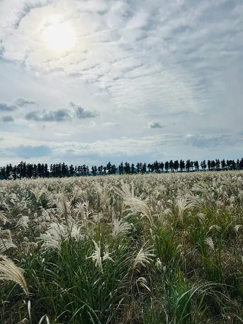 <지그재그 x 비짓제주와 함께 떠나는 제주도 여행> 지그제주 댓글 이벤트