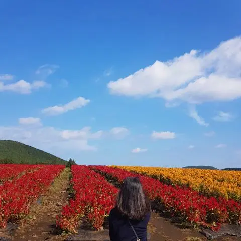<지그재그 x 비짓제주와 함께 떠나는 제주도 여행> 지그제주 댓글 이벤트