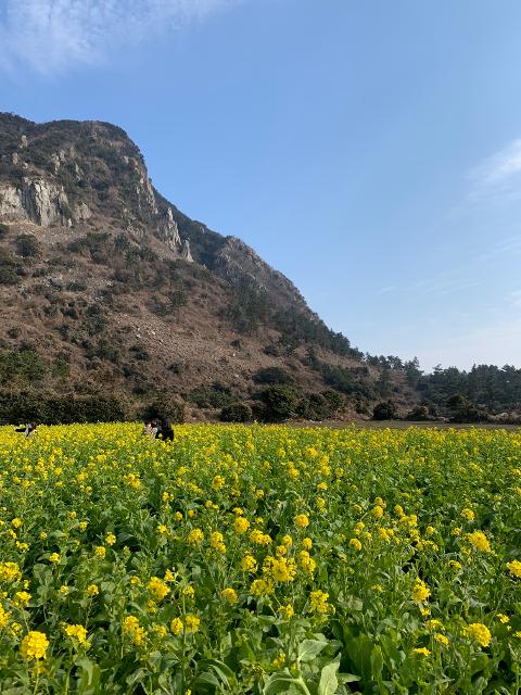 <지그재그 x 비짓제주와 함께 떠나는 제주도 여행> 지그제주 댓글 이벤트