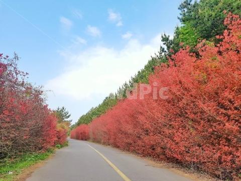 <지그재그 x 비짓제주와 함께 떠나는 제주도 여행> 지그제주 댓글 이벤트