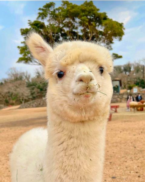 <지그재그 x 비짓제주와 함께 떠나는 제주도 여행> 지그제주 댓글 이벤트