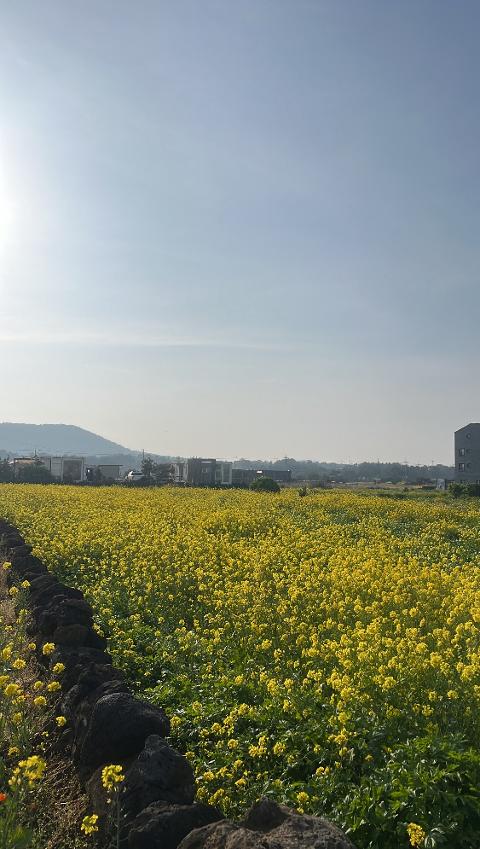 <지그재그 x 비짓제주와 함께 떠나는 제주도 여행> 지그제주 댓글 이벤트