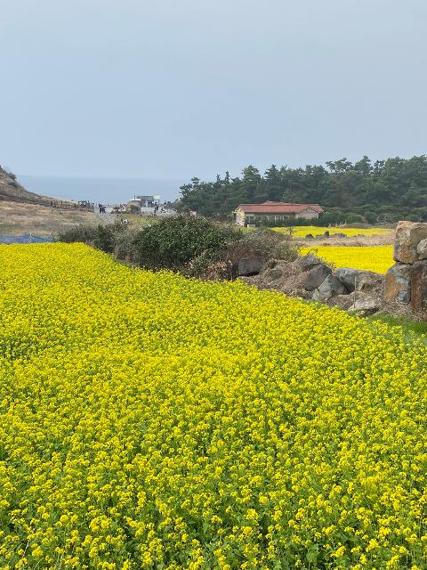 <지그재그 x 비짓제주와 함께 떠나는 제주도 여행> 지그제주 댓글 이벤트