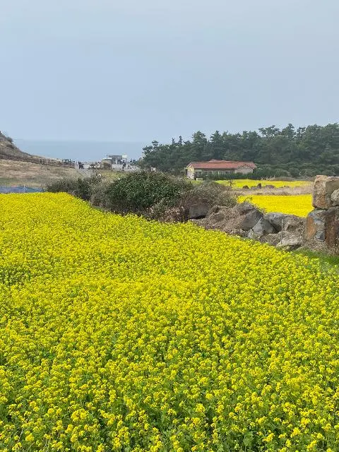 <지그재그 x 비짓제주와 함께 떠나는 제주도 여행> 지그제주 댓글 이벤트