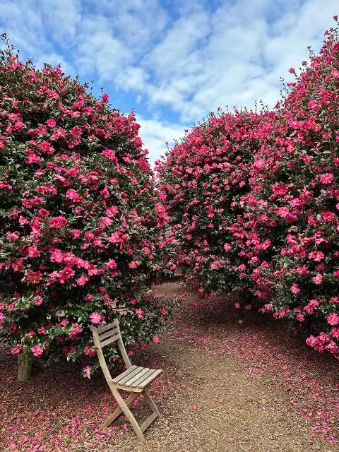 <지그재그 x 비짓제주와 함께 떠나는 제주도 여행> 지그제주 댓글 이벤트
