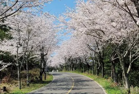 2025 신풍벚꽃터널 축제 대표이미지