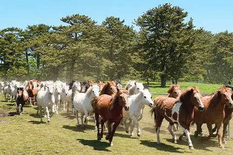 제주마 입목 문화축제 대표이미지