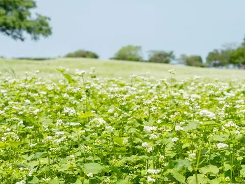 꽃이 피고 숲이 드리우는 계절 <자연스럽게 떠나볼까, 제주 자연 여행> 대표이미지