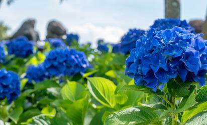 2025 놓치지 말아야 할 ‘여름’ 제주관광 <SUMMER IN JEJU: TRAVEL YOUR WAY - 제주의 여름, 당신의 취향을 담다> 대표이미지