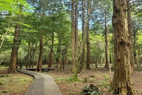 한남사려니오름숲 대표이미지