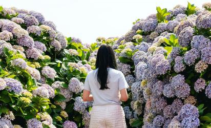 2025 놓치지 말아야 할 ‘여름’ 제주관광 <SUMMER IN JEJU: TRAVEL YOUR WAY - 제주의 여름, 당신의 취향을 담다> 대표이미지
