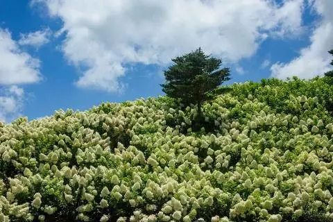 비짓제주 여름 이벤트! <제주 디지털 관광증의 이름은 무엇일까요?>