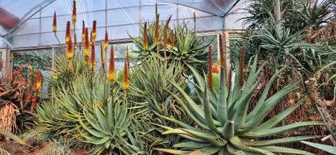 김정문알로에 알로에숲