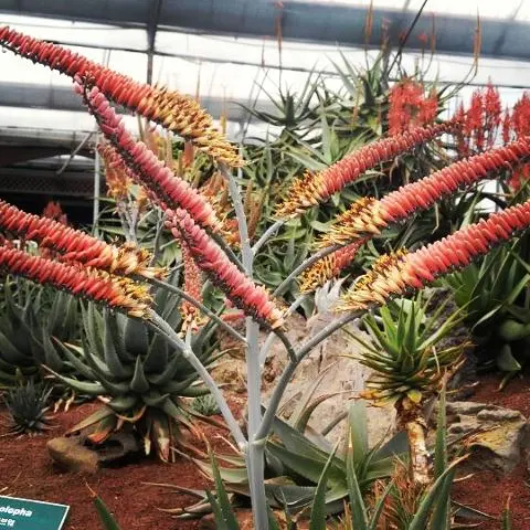 김정문알로에 알로에숲