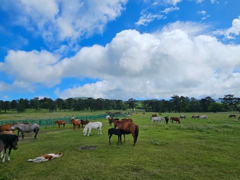 2025 놓치지 말아야 할 ‘여름’ 제주관광 <SUMMER IN JEJU: TRAVEL YOUR WAY - 제주의 여름, 당신의 취향을 담다> 리뷰사진4