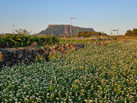 2025 놓치지 말아야 할 ‘여름’ 제주관광 <SUMMER IN JEJU: TRAVEL YOUR WAY - 제주의 여름, 당신의 취향을 담다> 리뷰사진3