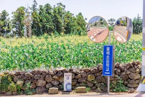 Life in Jeju Flowers Through Stone Walls A Journey Through Jeju Following the Batdam Trails (Stone Wall Paths) 대표이미지