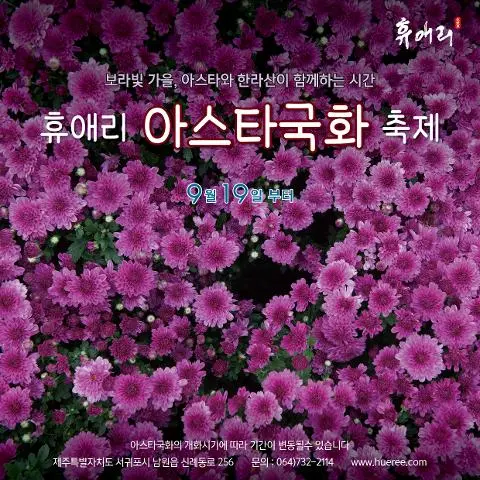 2025년 휴애리 아스타국화축제 대표이미지