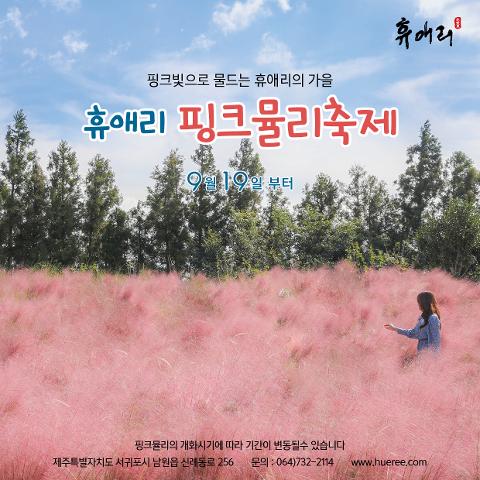 2025년 휴애리 핑크뮬리축제 대표이미지