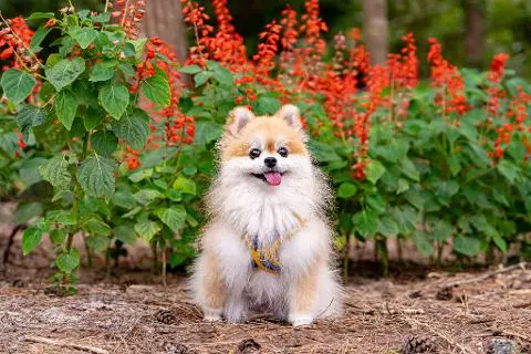 寵物也能壹起去！ 與毛孩共享的濟州治愈之旅 대표이미지