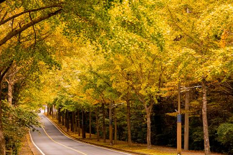 다채롭게 물든 11월 <오색빛깔 가을 제주를 만나다> 대표이미지