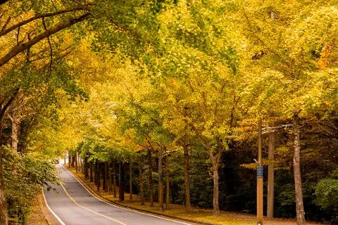 A November Dyed in Vibrant Hues <The Multicolored Autumn of Jeju> 대표이미지