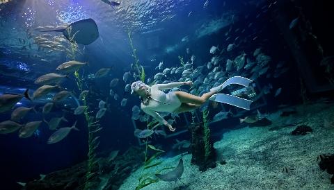 Ansam Freedive  대표이미지