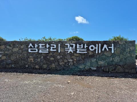 삼달리꽃밭에서 대표이미지