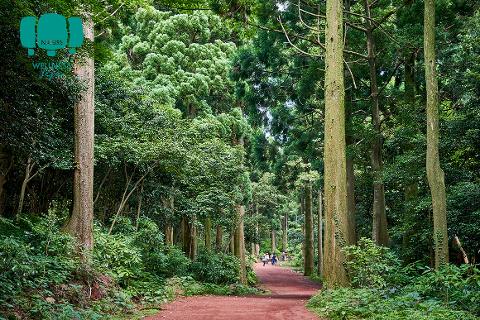 Seogwipo Forest of Healing 대표이미지