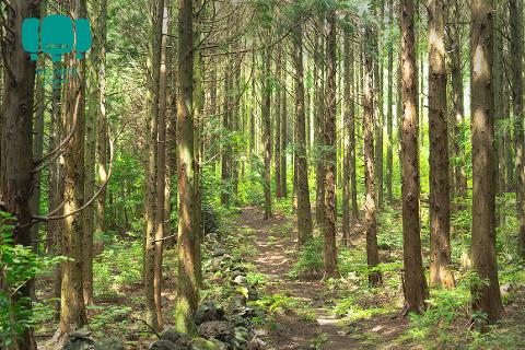 Meochewat Forest Trail 대표이미지