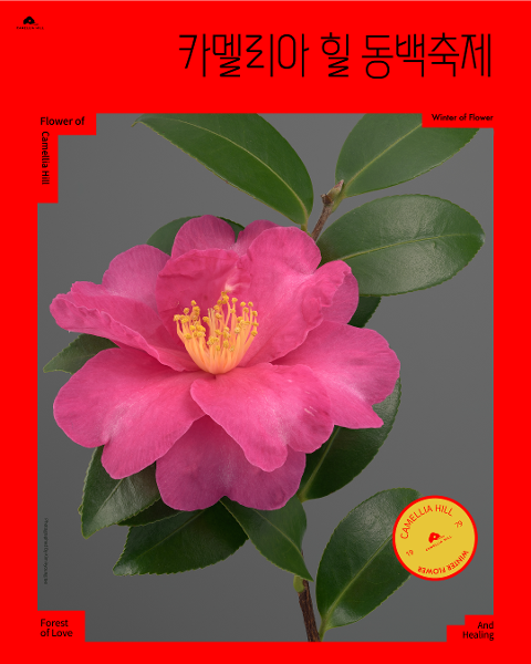 카멜리아힐 동백축제 2025 대표이미지