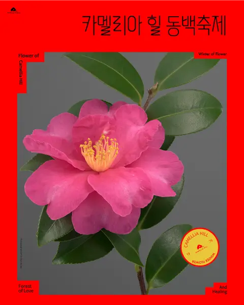 카멜리아힐 동백축제 2025 대표이미지